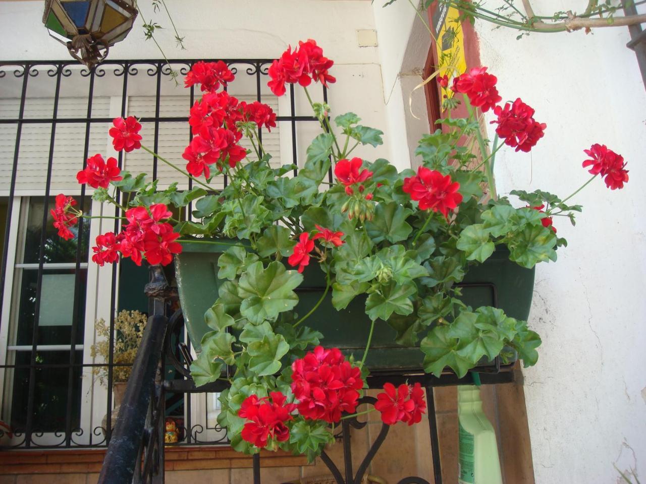 Casa Babylon Backpakers Hostel Málaga Eksteriør bilde